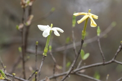 Gardenia gummifera